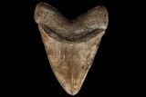 Fossil Megalodon Tooth - Serrated Blade #90056-1